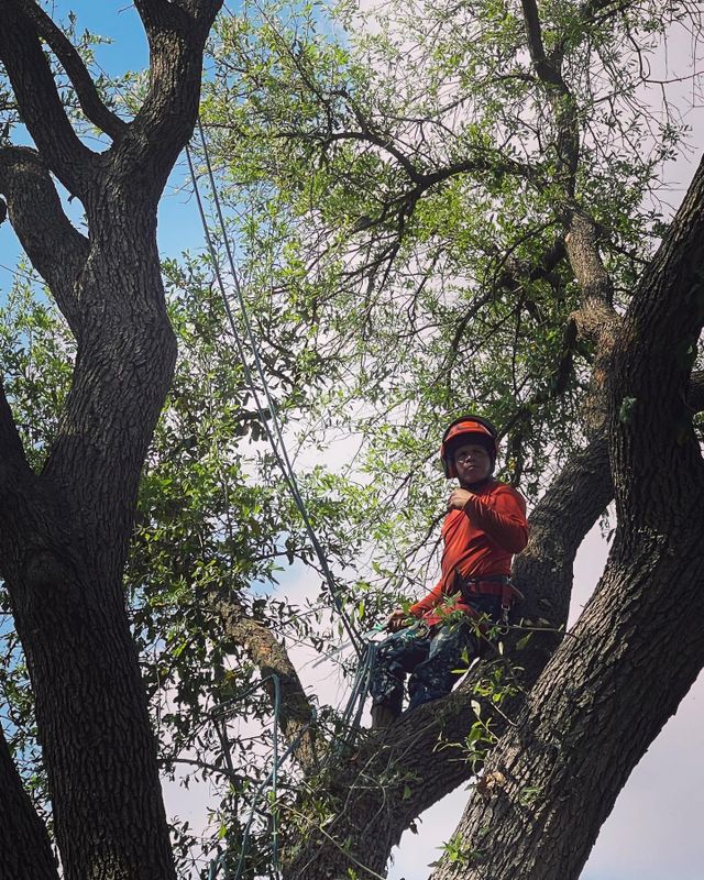 Tree Service gallery