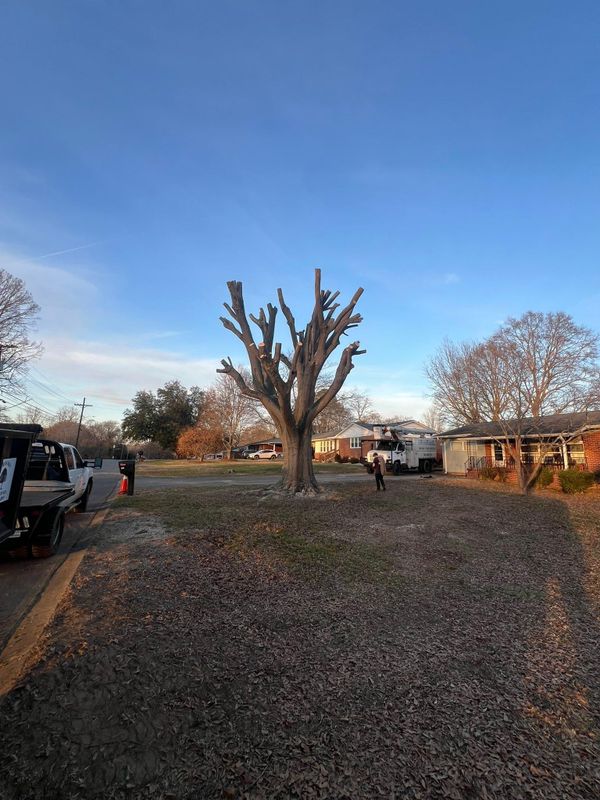 Tree Trimming