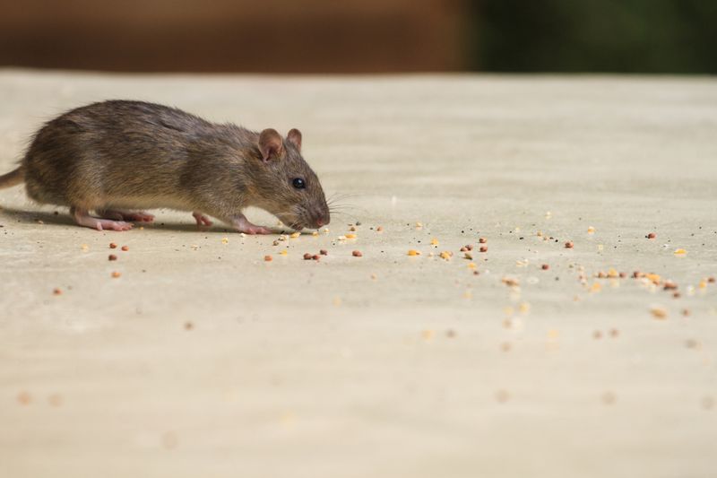 Rodent Control