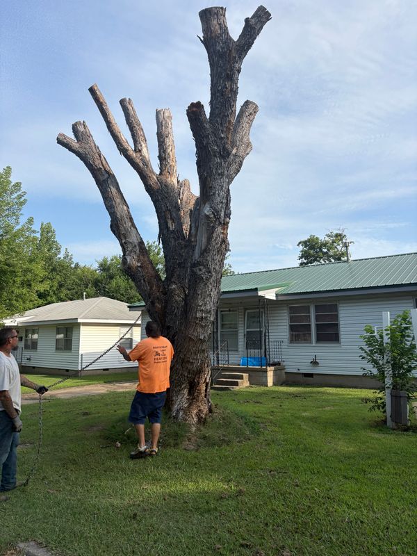 Tree Trimming