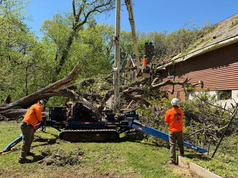 Tree Removal