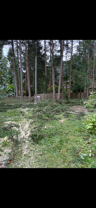 Tree Removal