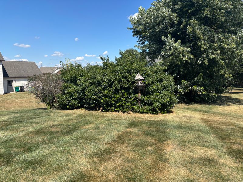 Garden Maintenance