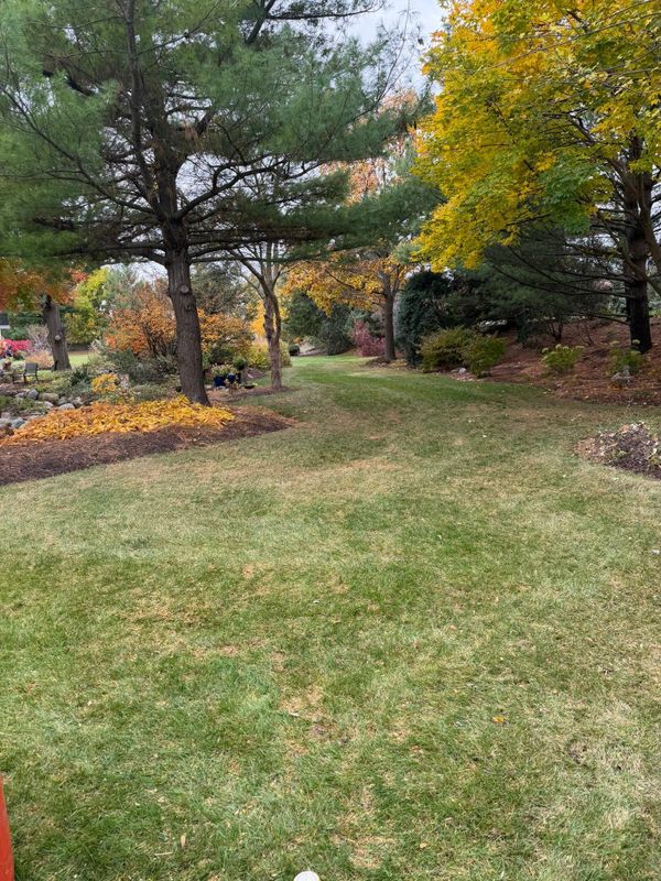 Lawn Aeration