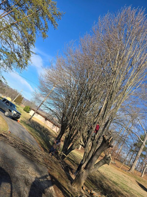 Tree Trimming