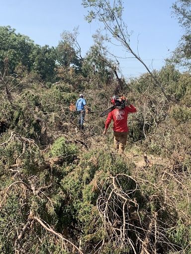 Tree Removal