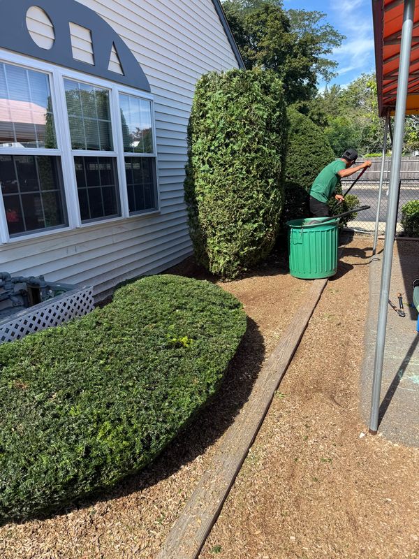 Shrub Trimming