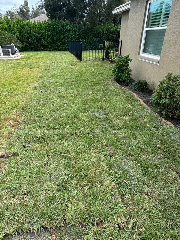 Sod installation