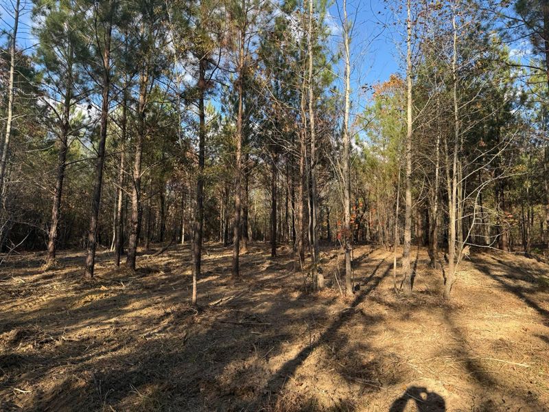 Land Clearing & Demolition