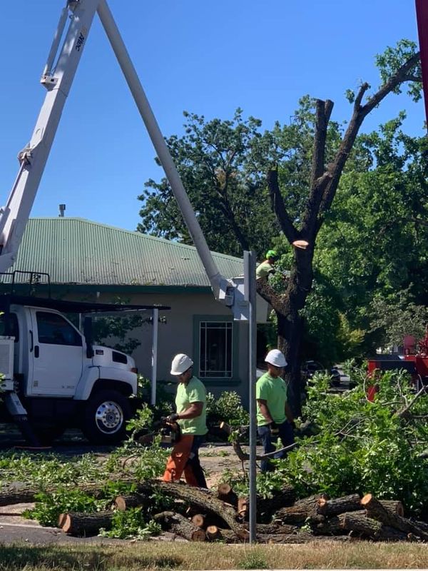 Tree Removal gallery