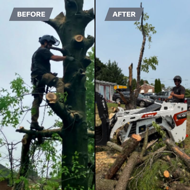 Tree Removal