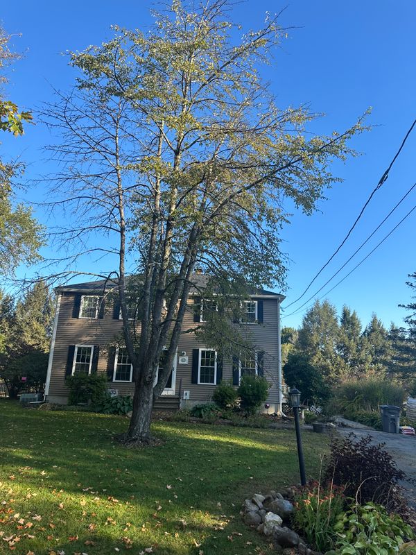 Tree Trimming