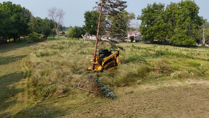 Tree Removal