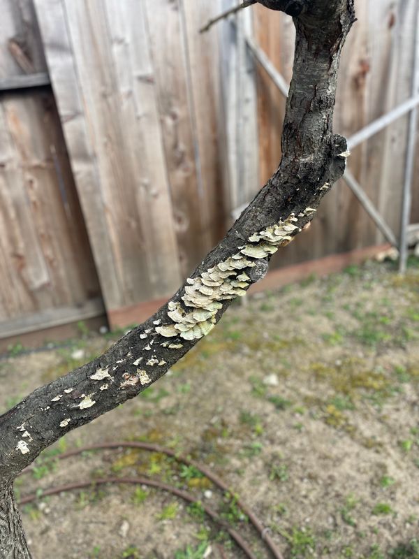 Tree Health and Maintenance