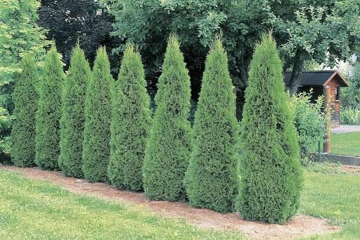 Mulch Installation