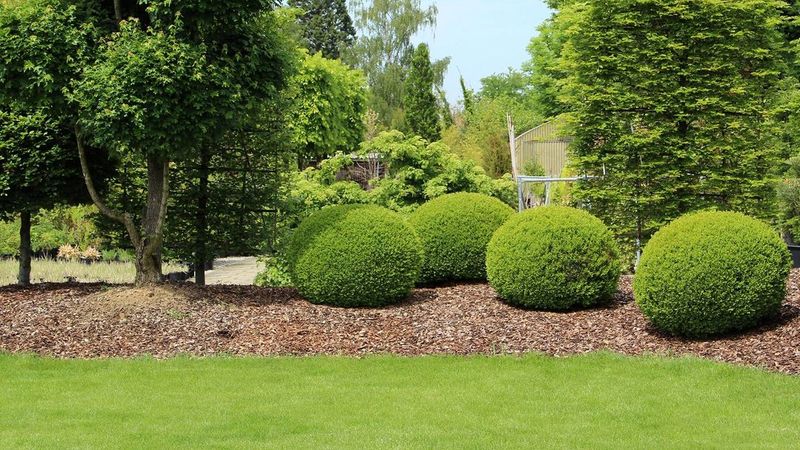Tree & Shrub Care