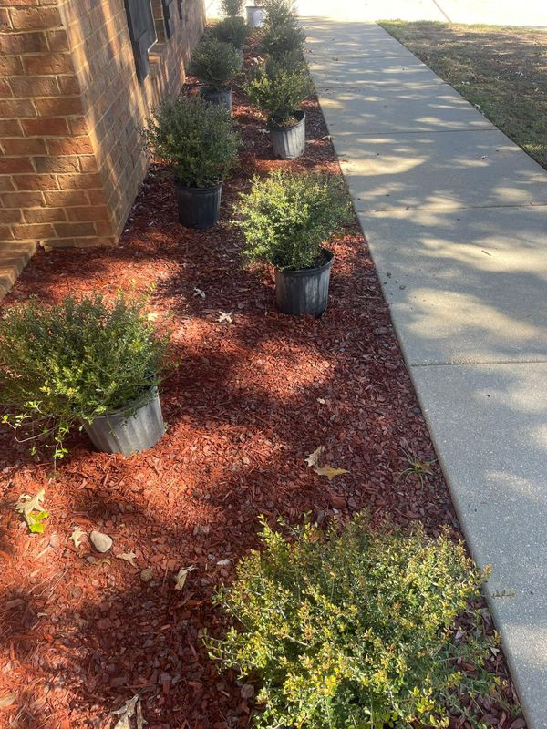Landscape Design & Planting