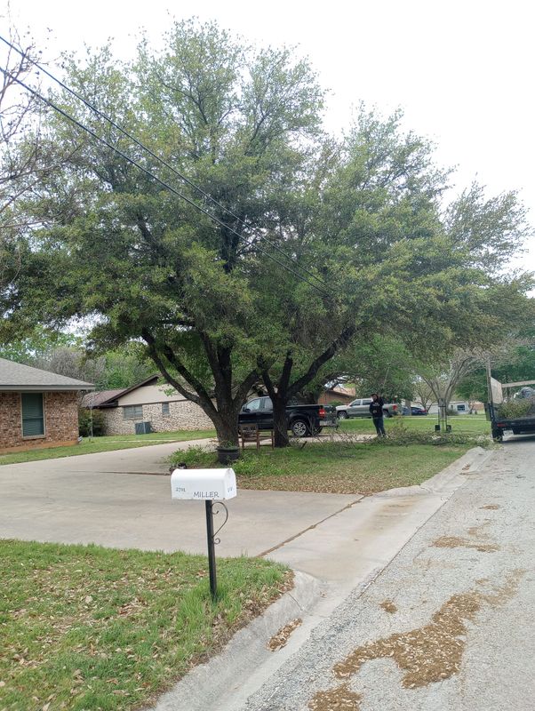 Tree Removal gallery