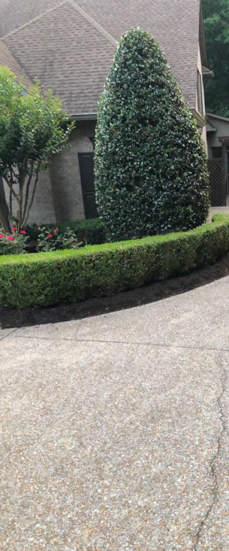 Shrub Trim