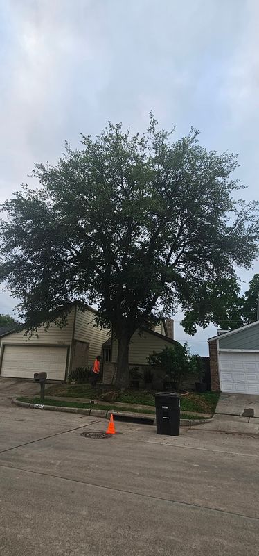 Tree Removal gallery