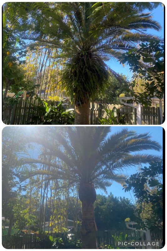 Tree Trimming