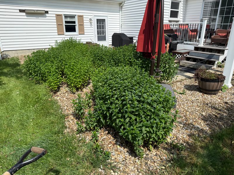 Shrub Trimming