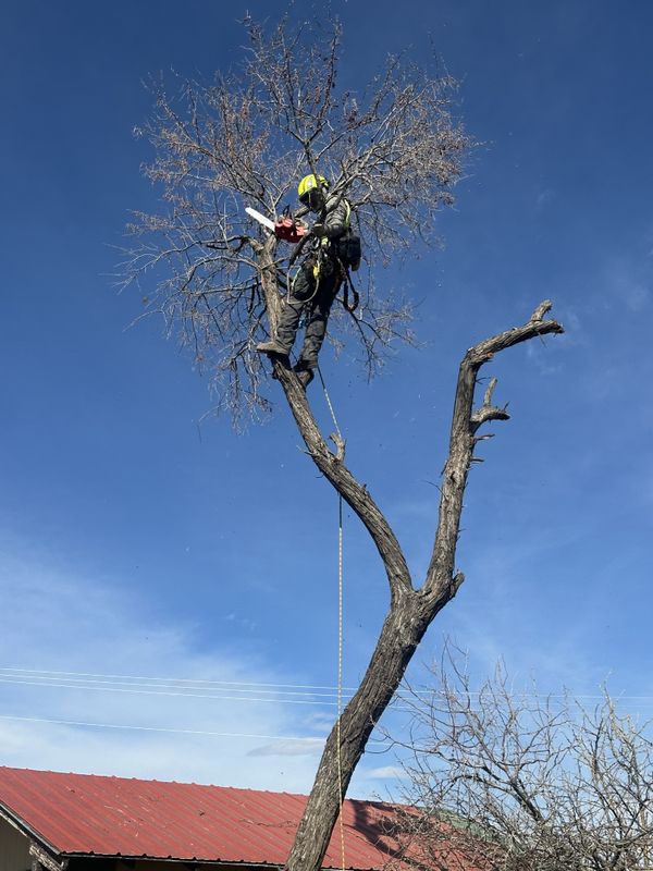 Tree Trimming