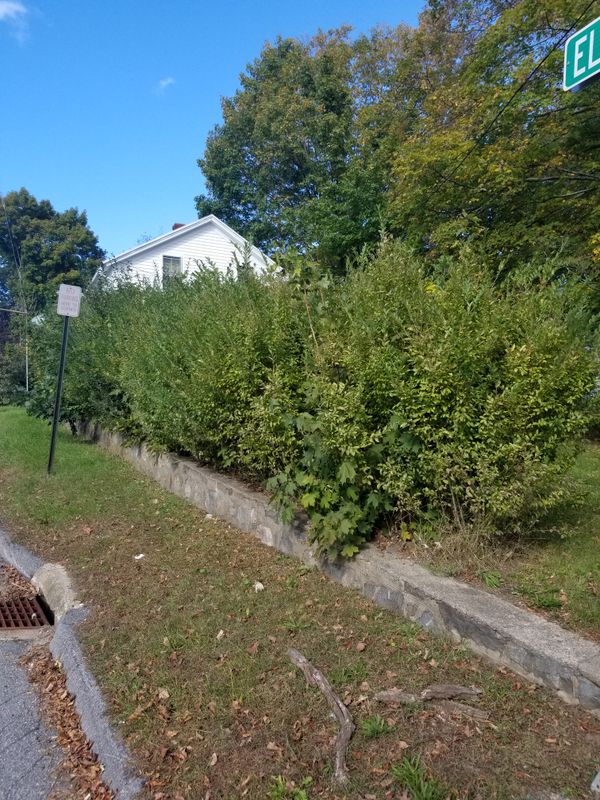 Hedge/Tree/Brush Cutting