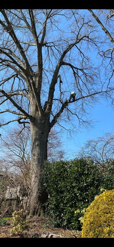 Tree Trimming and Removal