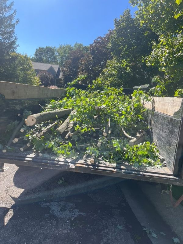 Tree Removal