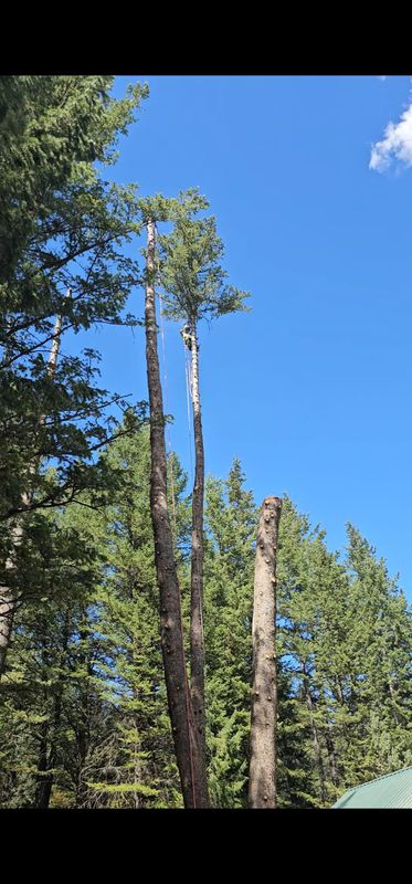 Tree Removal gallery