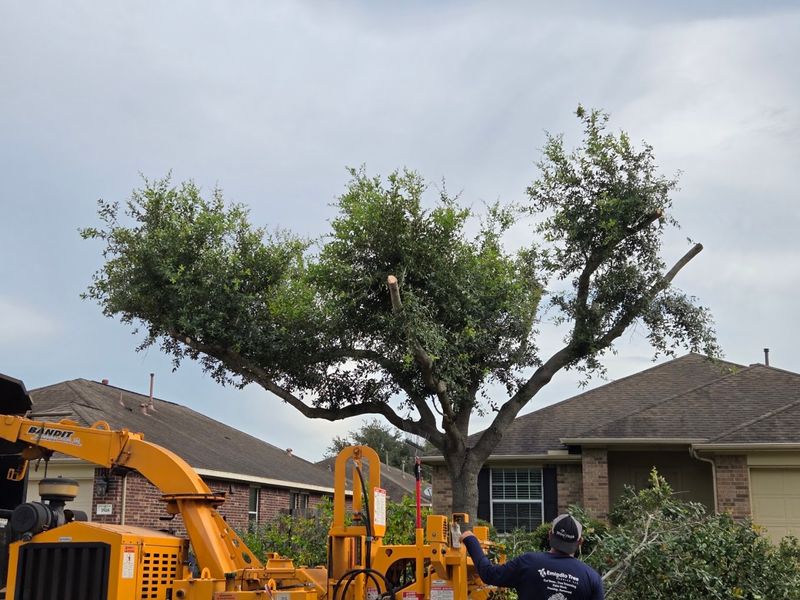 Tree Trimming