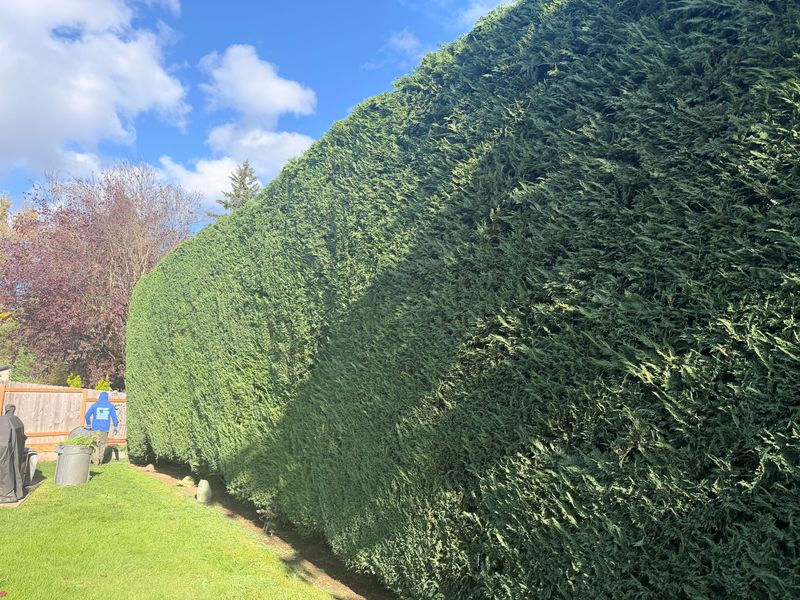 Shrub Trimming