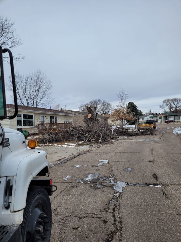 Tree Removal