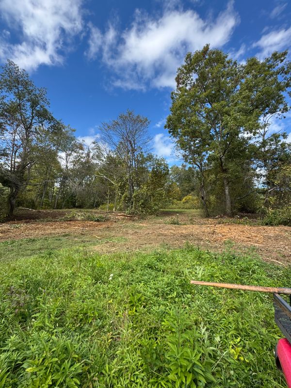 Foresty Remulching