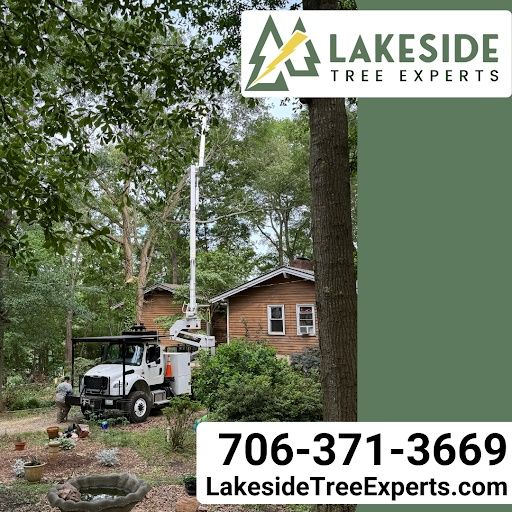 Tree Removal