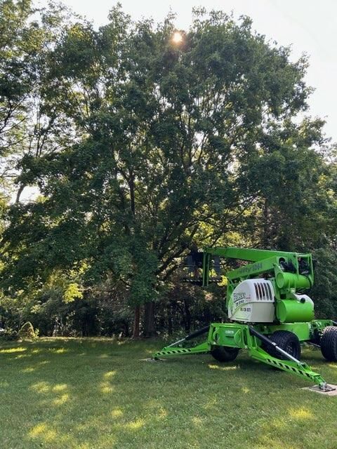 Maple Magic: Expert Thinning in Freeport, Illinois