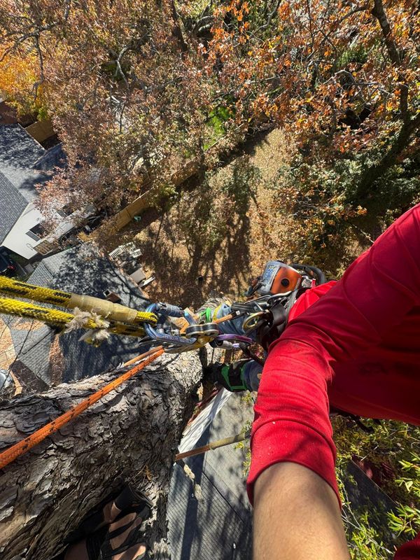Tree Trimming