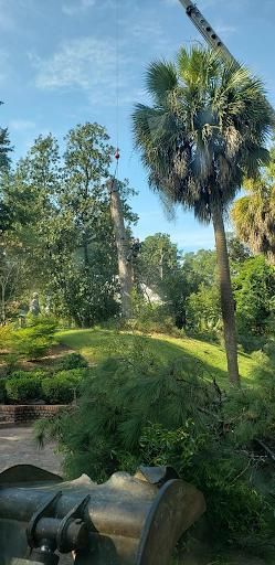 Tree Removal