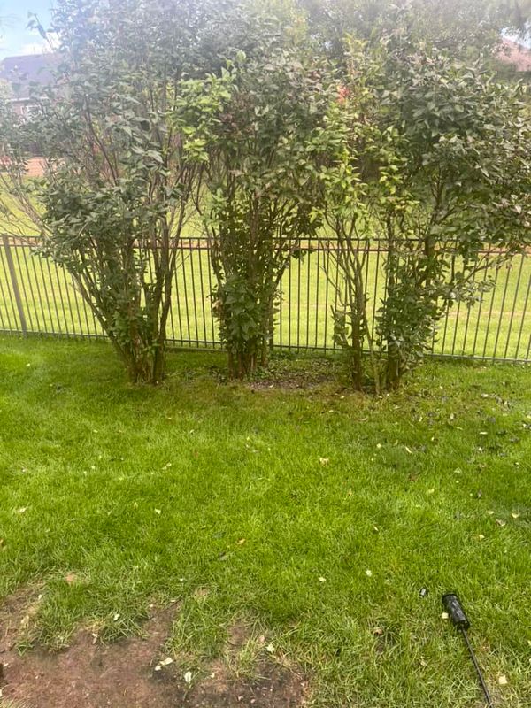 Shrub Trimming