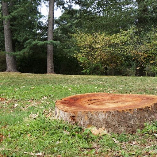 Tree Removal