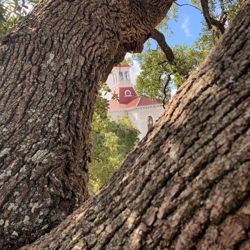   Tree Removal