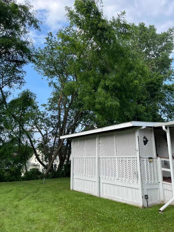 Tree Trimming