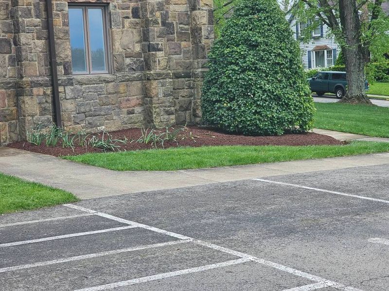 Tree & Shrub Care