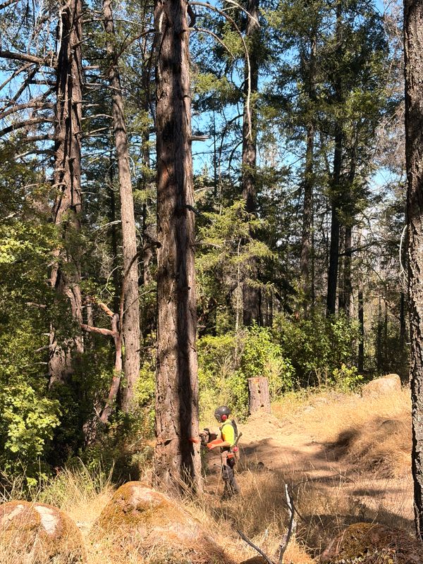 Tree Removal