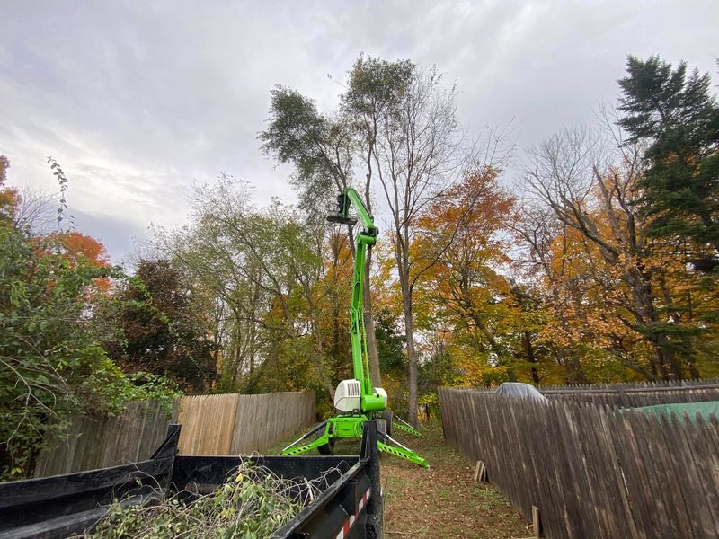 Tree Removal
