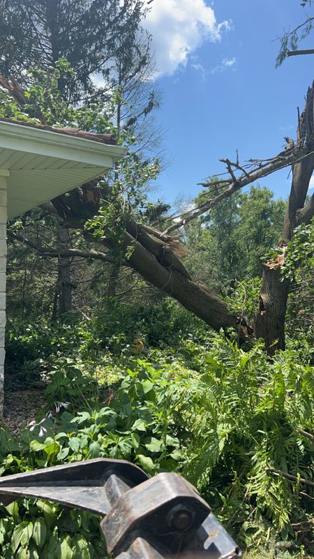 Swift Tree Removal in Stockton: Fransen's Expert Response to a Split Tree Crisis