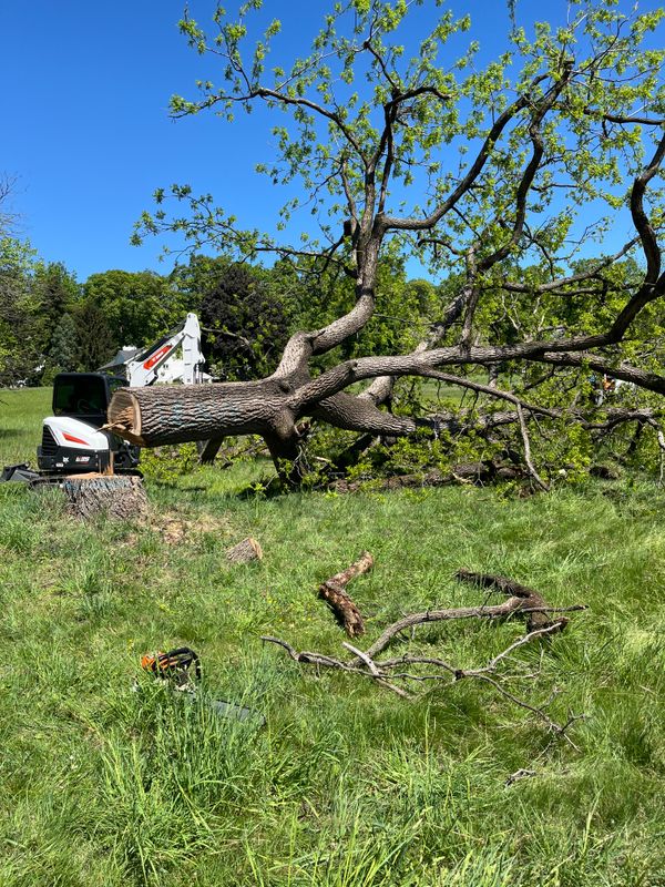 Tree Removal gallery