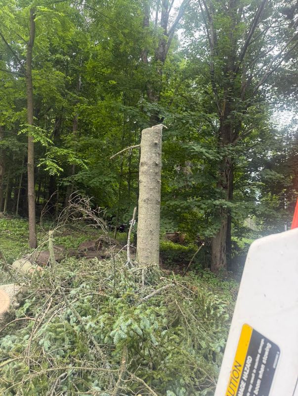 Tree Removal