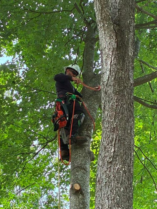Tree Trimming